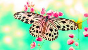 Hvad er fortolkningen af ​​sommerfugledrømmen om Ibn Sirin?