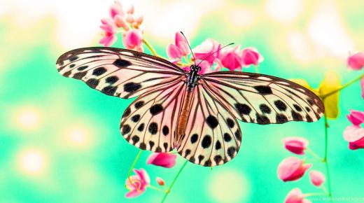 Aký je výklad motýľového sna Ibn Sirina?