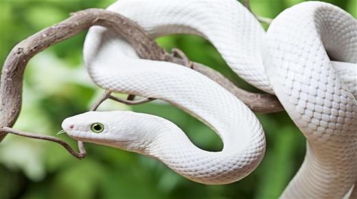 Lær fortolkningen af ​​drømmen om den hvide slange for den gifte kvinde af Ibn Sirin