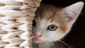 Իմացեք երազում կատուներ տեսնելու մեկնաբանությունը Իբն Սիրինի կողմից