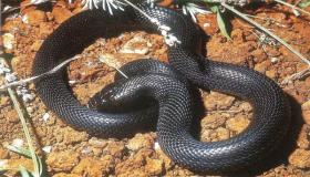 Ո՞րն է սև օձի մասին երազի մեկնաբանությունը Իբն Սիրինի համար: