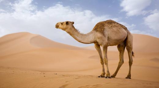 Den vigtigste 20 fortolkning af drømmen om en kamel, der jager mig af Ibn Sirin