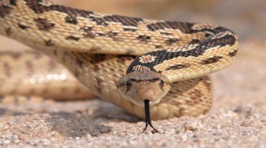 Co když se mi zdálo o hadovi? Jaký je výklad Ibn Sirina?