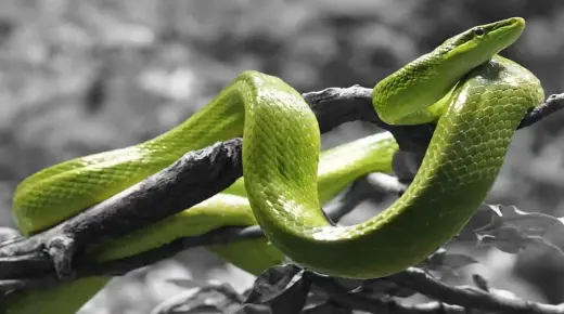Výklad snu o zeleném hadovi pro vdanou ženu ve snu podle Ibn Sirina
