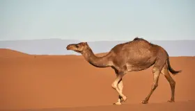 Hvad er fortolkningen af ​​en mands drøm om at ride på en kamel i en drøm ifølge Ibn Sirin?