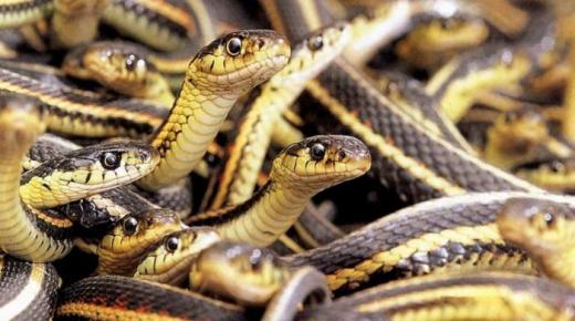Hvad er fortolkningen af ​​at se slanger i en drøm af Ibn Sirin?