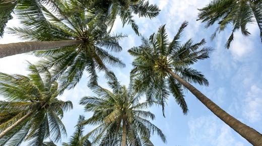 Hvad er fortolkningen af ​​at se palmer i en drøm af Ibn Sirin?