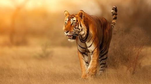 Fortolkning af en drøm om en tiger, der jager mig af Ibn Sirin