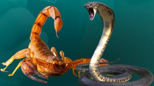 Unen tulkinta käärmeestä ja skorpionista vanhemmille tulkeille