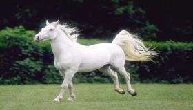 Přečtěte si o výkladu snu Ibn Sirina o bílém koni