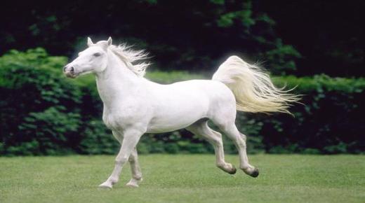 Lær om fortolkningen af ​​Ibn Sirins drøm om en hvid hest