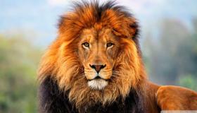 Lev ve snu a jaká je interpretace útoku lva ve snu?