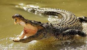 Ibn Sirinin tärkein 20 tulkinta krokotiilien unesta