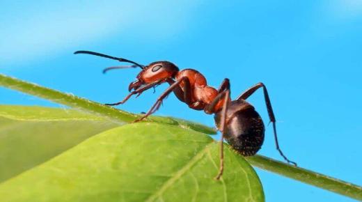 تفسير رؤية النمل في المنام للرجل لابن سيرين