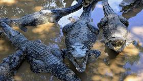 Opi krokotiilien unien tulkinnasta