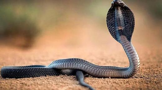 20 nejdůležitějších interpretací vidění hadů ve snu od Ibn Sirina