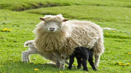 Fortolkning af en drøm om at slagte et får uden blod og fortolkningen af ​​at se en person slagte et får i en drøm
