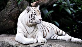 Interpretasi macan putih ing ngimpi dening Ibnu Sirin