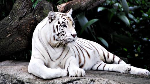 Výklad bieleho tigra vo sne od Ibn Sirina