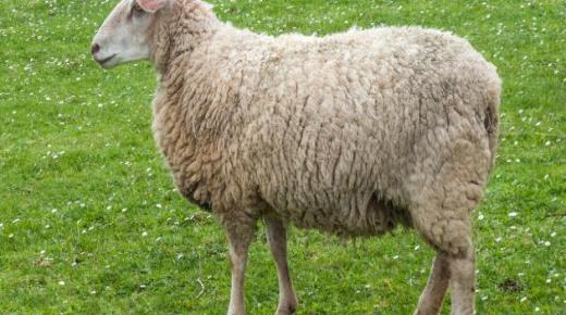 Մարդու համար երազում ոչխար տեսնելու մեկնաբանություն Իբն Սիրինի կողմից