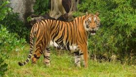 Lær om fortolkningen af ​​tigre i en drøm af Ibn Sirin