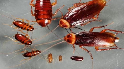 Lær om fortolkningen af ​​kakerlakker i en drøm af Ibn Sirin og Wassim Youssef