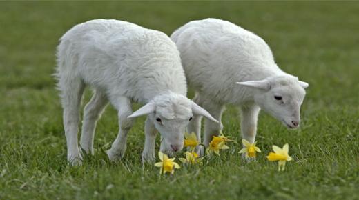 Իբն Սիրինի կողմից սպիտակ ոչխարի երազի ամենակարևոր 20 մեկնաբանությունը