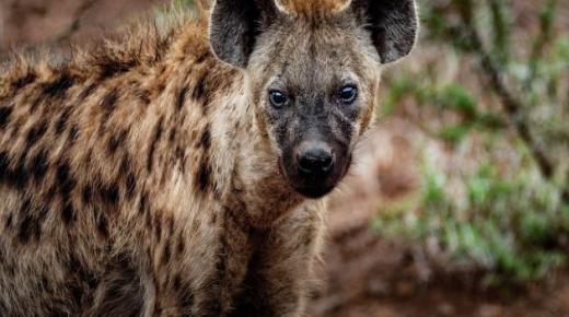 Kududzirwa kwehope nezve hyenas kune vadzidzi vakuru