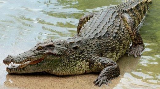 Lær fortolkningen af ​​at se krokodiller i en drøm af Ibn Sirin
