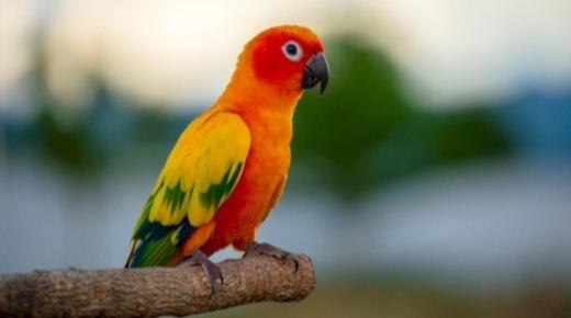 Naučte se interpretaci vidění papouška ve snu od Ibn Sirina