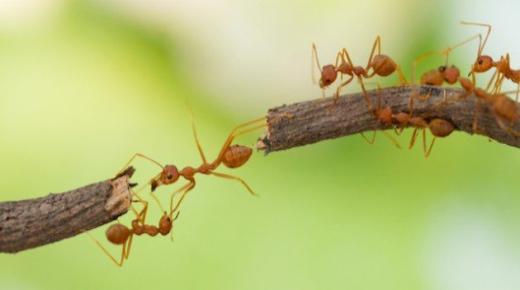 تفسير حلم النمل لابن سيرين وكبار العلماء