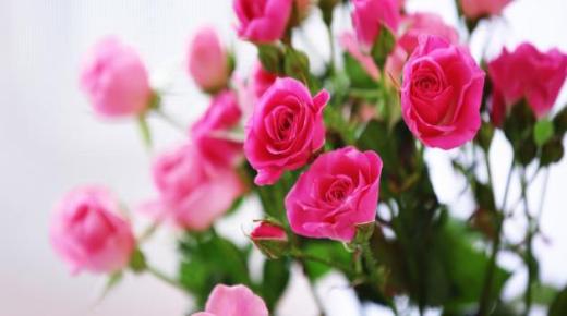 تعرف على تفسير رؤية الورد في المنام لابن سيرين والإمام الصادق وتفسير حلم إهداء الورد