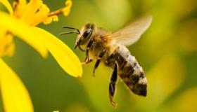 ما تفسير النحلة في المنام لابن سيرين؟