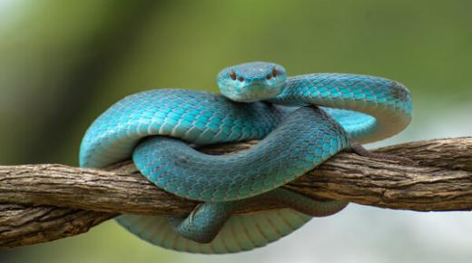 Hvad er fortolkningen af ​​en lille slange i en drøm af Ibn Sirin? At se en lille slange i en drøm for en gift kvinde