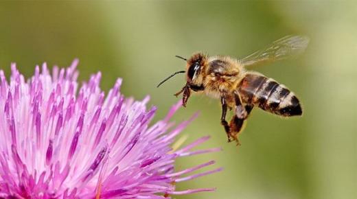 تعرف على تفسير رؤية قرصة النحل في المنام لابن سيرين