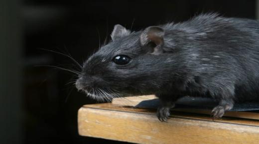تفسير حلم الفأر الأسود لابن سيرين