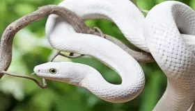 Výklad snu o bílém hadovi podle Ibn Sirina