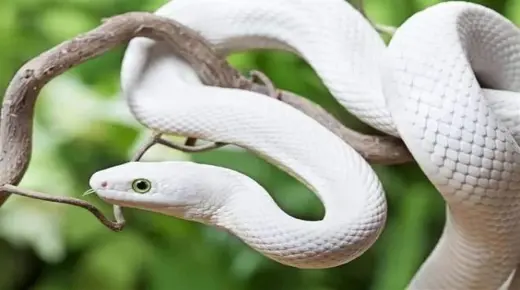 Tumačenje sna o bijeloj zmiji prema Ibn Sirinu