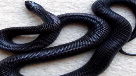 Snil jsem o černém hadovi, jaký je výklad snu?