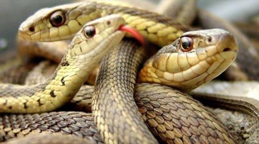 Ո՞րն է Իբն Սիրինի հետ ամուսնացած կնոջ համար բազմաթիվ օձերի երազանքի մեկնաբանությունը: