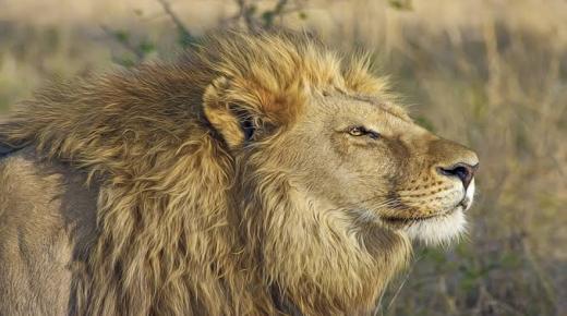 伊本·西林单身女人梦见狮子的解释是什么？