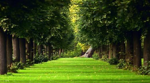 Přečtěte si o výkladu zelené země ve snu od Ibn Sirina a výkladu snu o rozlehlé zelené zemi
