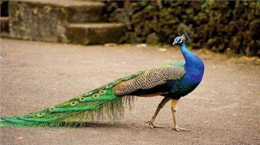 Foghlaim faoi léirmhíniú peacock i mbrionglóid ag Ibn Sirin agus Imam Al-Sadiq, agus léirmhíniú aisling faoi peacock laistigh den teach