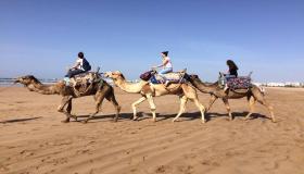 Den vigtigste 20 fortolkning af at ride på en kamel i en drøm af Ibn Sirin