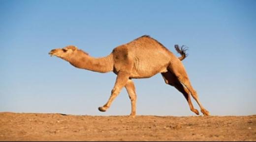 Hvad er fortolkningen af ​​en drøm om en kamel, der jager mig ifølge Ibn Sirin?