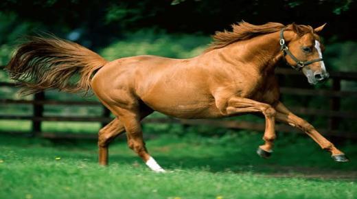 Lær om fortolkningen af ​​hesten i en drøm af Ibn Sirin