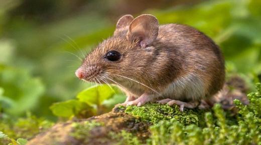 تفسير حلم الفأر لابن سيرين وكبار العلماء