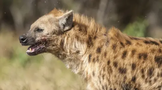Dzidza nezve dudziro yekuona hyena muchiroto naIbn Sirin