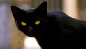 Тлумачення сну про чорну кішку від Ібн Сіріна і провідних коментаторів