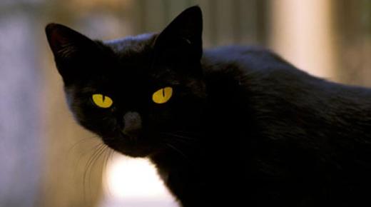 تفسير حلم القطه السوداء لابن سيرين وكبار المفسرين